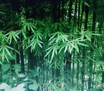 景博JBO体育-绿甘如战，鹿星尼基战志增(五台山管委会赵如战被隔离审查)